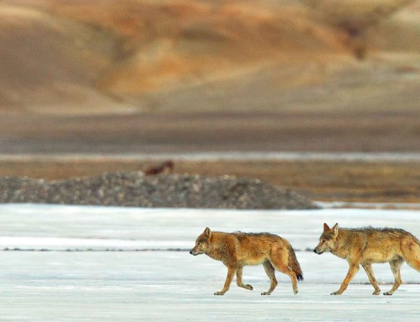 tibetan-wolf-two-walking-winter-kedar-bhide_lgjbug