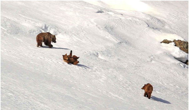 Brown Bear 2