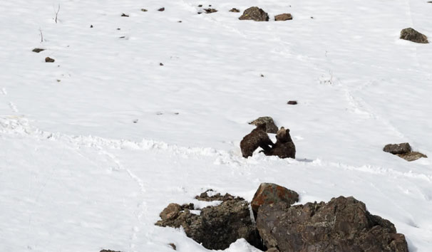 Brown Bear 3