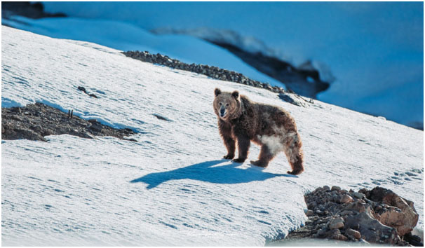 Brown Bear